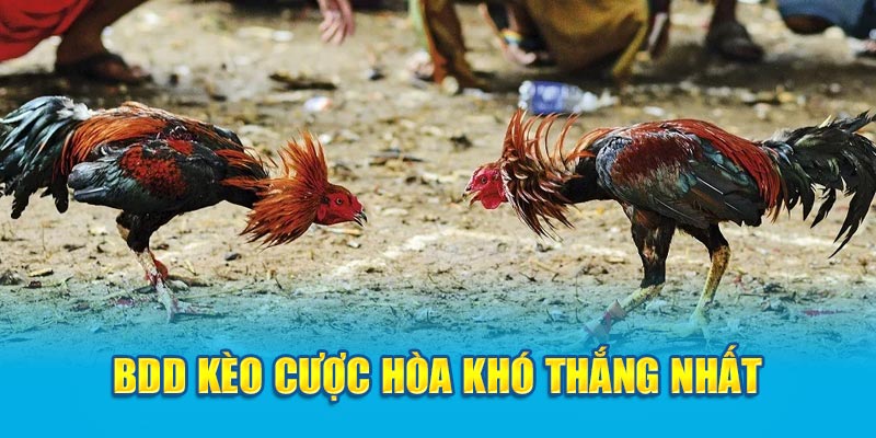 BDD kèo cược hòa khó thắng nhất 