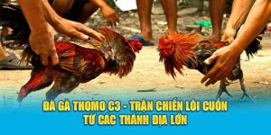 Đà gà Thomo C3 - Trận chiến lôi cuốn từ các thánh địa lớn