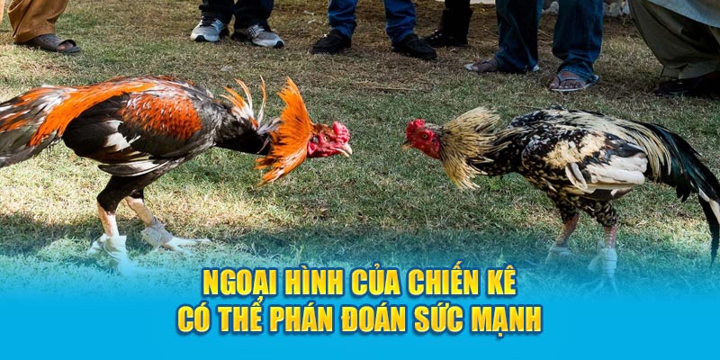 Ngoại hình của chiến kê có thể phán đoán sức mạnh 